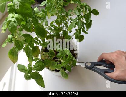Top view of a human hand using scissors to trim a basil plant growing in a pot. Perfect for gardening, herb harvesting, home gardening, plant care Stock Photo