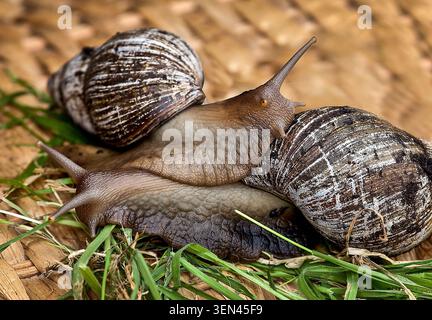 Two English garden snails share a quiet moment, showing that friendship and companionship can be found throughout the natural world. Stock Photo