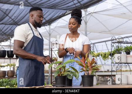 Nursery staff wearing apron and customer examining three black plastic pots on table in greenhouse Stock Photo