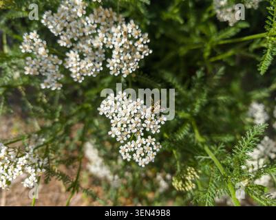 Small hoverfly insect foraging on white yarrow flowers blooming in a summer garden. Stock Photo