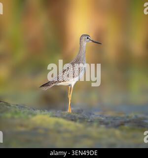 Lesser Yellowlegs at Sunrise Stock Photo