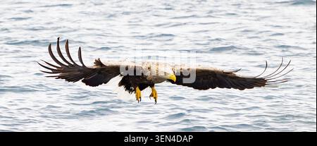 White tailed Eagle focused on its prey. Stock Photo