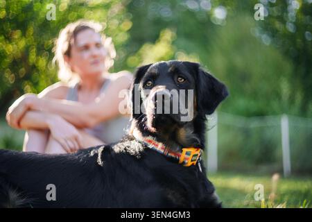 Mixed-breed black dog posing for a portrait while its owner sits behind Stock Photo