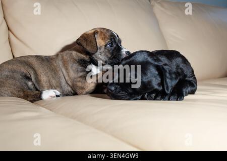Two puppies are lying on a light-colored couch in a cozy living room. The black puppy is sleeping while the brown puppy is resting with its head on th Stock Photo