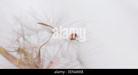 Ladybird on fluffy Dandelion on light background Stock Photo