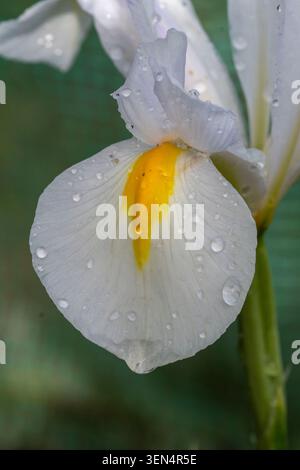 White iris flower covered in raindrops after rainfall, showing delicate petal textures and water droplets against a soft green background. Stock Photo