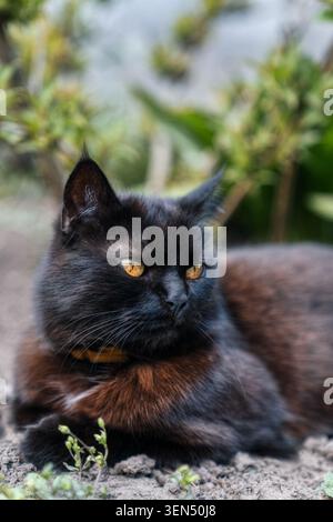 Fluffy black cat with amber eyes lying on ground in garden looking aside Stock Photo