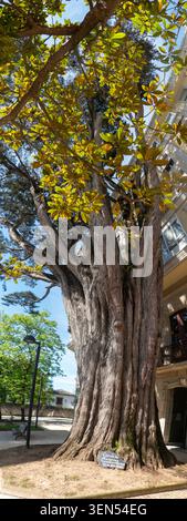 Viveiro, Lugo, Galicia, Spain - May 20, 2026: Ancient Monterrey cypress tree trunk with a small descriptive stone sign in Viveiro, Galicia, Spain. Stock Photo