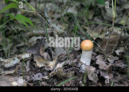 Young orange-capped Leccinum mushroom (Scaber Stalk) emerging from dry leaf litter on a forest floor Stock Photo