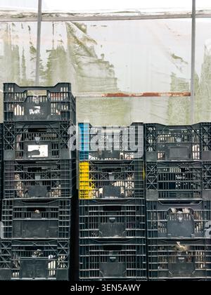 TAICHUNG, TAIWAN - MAY 1, 2026: Black industrial plastic crates stacked in rows inside a white polyethylene greenhouse structure, depicting agricultural logistics and produce storage infrastructure in rural Taiwan. Stock Photo