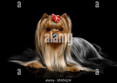 Yorkshire Terrier dog lying in three quarter view with red bow on black background, studio portrait Stock Photo