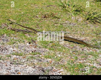 Diamond python in Booderee National Park Stock Photo