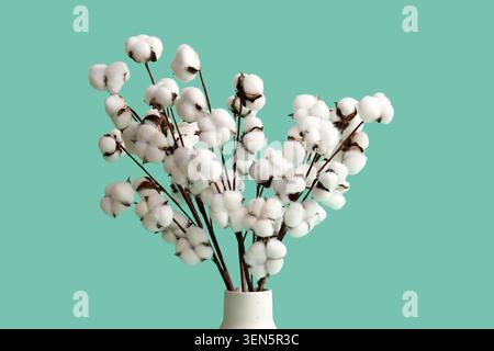 Fluffy white cotton bolls on stems in a ceramic vase, natural fiber and textile industry Stock Photo