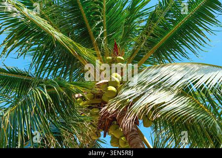 Coconut palm tree with green coconuts and swaying leaves in the wind, beach breeze on a sunny hot day Stock Photo