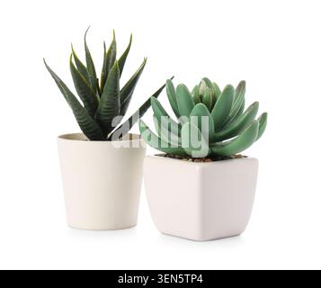 Two potted artificial succulent plants home decor and interior design low maintenance greenery isolated on white background Stock Photo