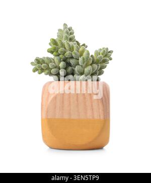 Green succulent plant in modern wooden pot with yellow base, home decor and indoor gardening concept, isolated on white background Stock Photo