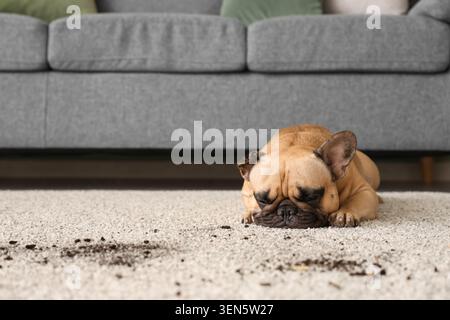 Tired french bulldog puppy sleeping on dirty carpet with soil stains, pet mess and home cleaning concept, the dog's peaceful slumber contrasts with th Stock Photo