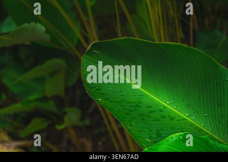 A horizontal close-up shot of a vibrant green canna banana-like leaf with wet surface details and water droplets. Stock Photo