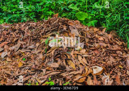 the strong color contrast between a large heap of dry brown fallen leaves and the vibrant fresh green grass and wild vegetation surrounding it. Stock Photo
