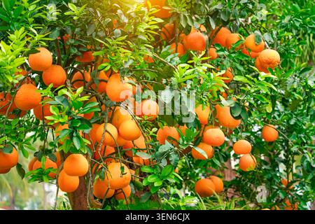 Pomelo fruit Citrus grandis hanging on the tree garden. Red pomelo is sweet, juicy and very soft Stock Photo