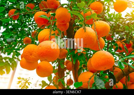 Pomelo fruit Citrus grandis hanging on the tree garden. Red pomelo is sweet, juicy and very soft Stock Photo