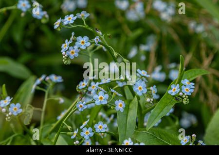 Bright blue myosotis also known as forget-me-nots bloom amidst lush foliage creating a serene and colorful display in a natural environment during spr Stock Photo