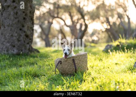 Jack Russell Terrier sitting inside wicker basket beneath olive trees with glowing backlight and countryside atmosphere Stock Photo