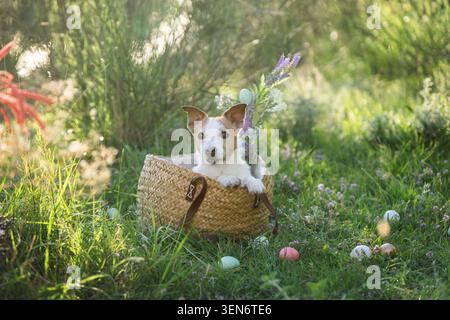 Jack Russell Terrier inside decorative Easter basket surrounded by colorful painted eggs and fresh spring grass Stock Photo