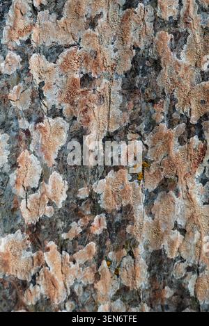 Rough rock surface covered in textured patches of light brown, white, and grey. Small yellow growths are visible among the varied patterns. Stock Photo