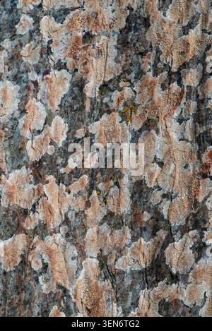 Natural tree bark texture. Rough surface with brown grey and dark tones. Visible are small bumpy light and yellow organic patches. Stock Photo