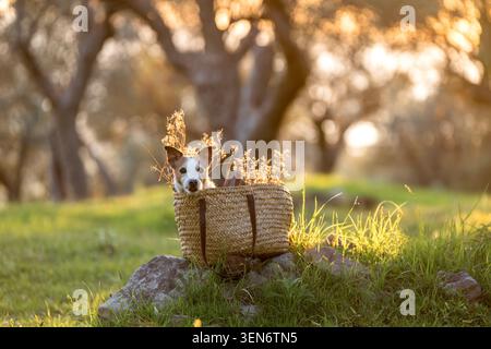 Jack Russell Terrier sitting inside wicker basket decorated with dried wildflowers in glowing olive orchard at sunset Stock Photo