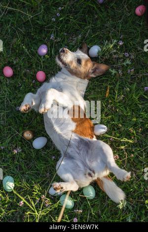 Jack Russell Terrier lying on grass surrounded by colorful Easter eggs in olive grove Stock Photo