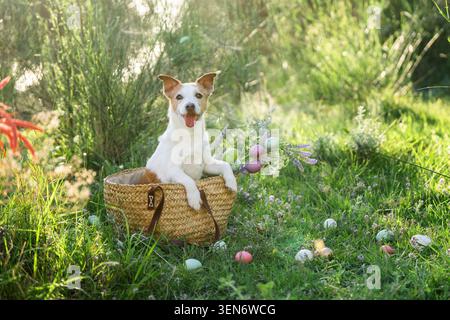 Jack Russell Terrier posing in wicker basket with Easter eggs scattered across green meadow in olive grove Stock Photo