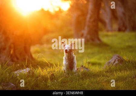 Jack Russell Terrier sitting in glowing olive orchard at sunset with dramatic sun flare and Mediterranean countryside atmosphere Stock Photo