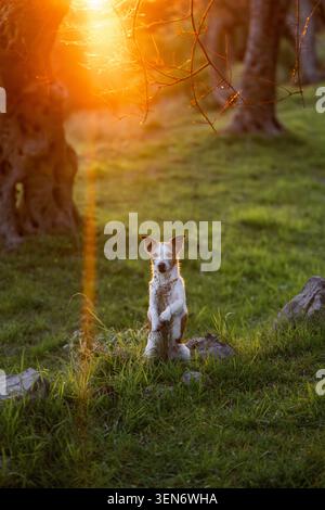 Jack Russell Terrier portrait in Mediterranean olive orchard with warm sunset flare and glowing evening sunlight Stock Photo