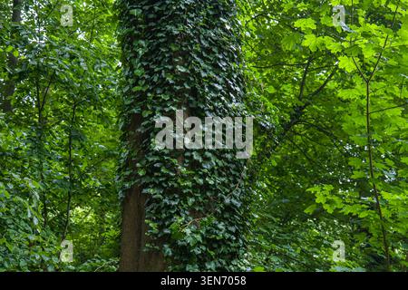 Green ivy on tree trunk in a lush forest background, dense climbing plant wrapping around old oak bark, wild nature environment in summer woodland Stock Photo