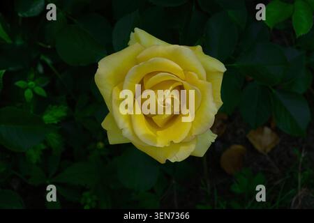 Beautiful yellow  rose. Baden Baden, Gönner Anlage, Germany, Europe Stock Photo
