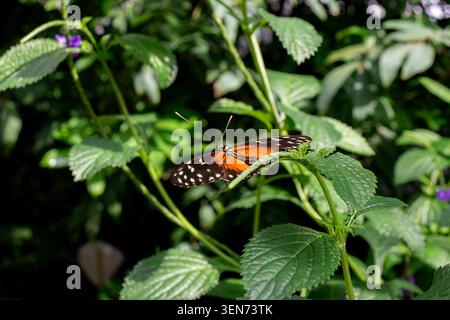 Tiger Longwing (Heliconius ismenius) butterfly with open wings sitting on green leaves Stock Photo