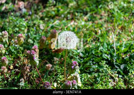 Taraxacum erythrospermum (red-seeded dandelion) a species of dandelion plant Stock Photo