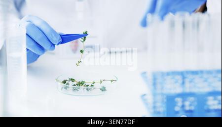 Gloves, scientist and plants in petri dish at laboratory with sample for medical research or study. Person, hands and biologist with analysis for drug Stock Photo