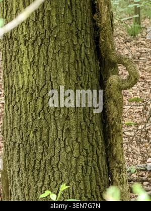 Close view of a rough tree trunk with textured bark and moss growing on the surface, surrounded by natural woodland ground cover and soft blurred back Stock Photo