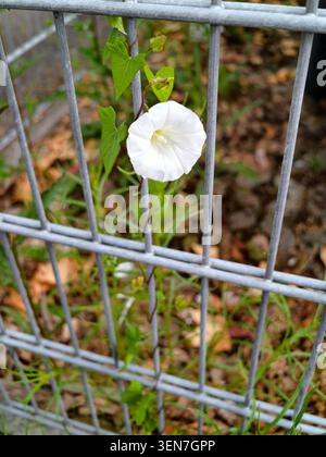 A white morning glory bloom and green vine growing through a gray metal fence, with soft garden foliage blurred in the background and natural outdoor Stock Photo
