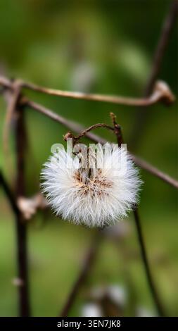 Dried dandelion seed head with fluffy white filaments Stock Photo