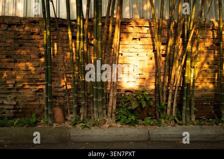 Bamboo stalks grow against a weathered brick wall lit by warm evening sunlight outside a spa in Chiang Mai Old City, Thailand Stock Photo