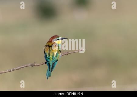 European bee-eater (Merops apiaster) Stock Photo