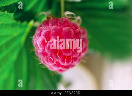 Single ripe raspberry hanging on a green bush. Fresh organic fruit close up macro shot. Gardening harvest concept in summer season. Healthy food ingre Stock Photo