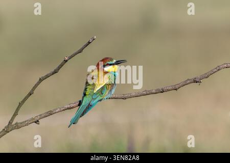 European bee-eater (Merops apiaster) Stock Photo