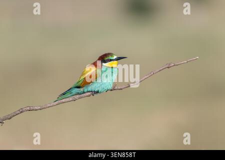 European bee-eater (Merops apiaster) Stock Photo