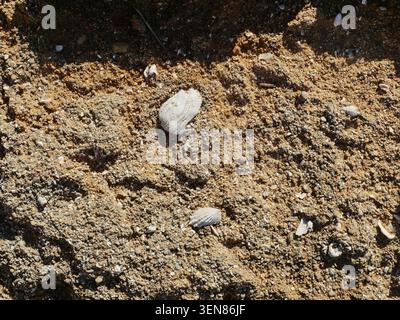 Calcareous coastal rock with shell fragments and fine-grained texture in Mallorca. Close-up. Copyspace. Stock Photo