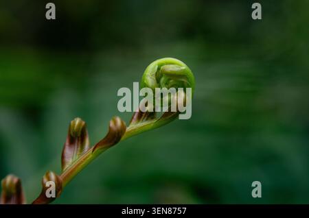 Selective focus macro shot of a young green fern fiddlehead unfurling against a smooth, dark green blurred backdrop. Stock Photo